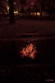 /album/lazer-game%2c-jeux-de-lumi%c3%a8re-ou-lille-3000/fleur-nocturne-jpg/